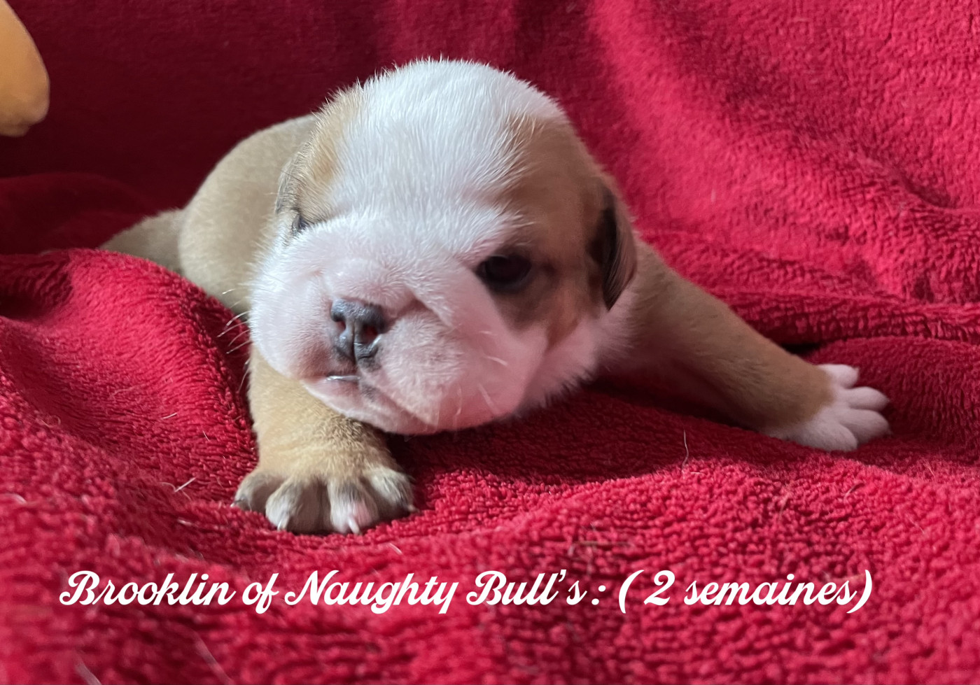 Of Naughty Bull's - Chiots disponibles - Bulldog Anglais