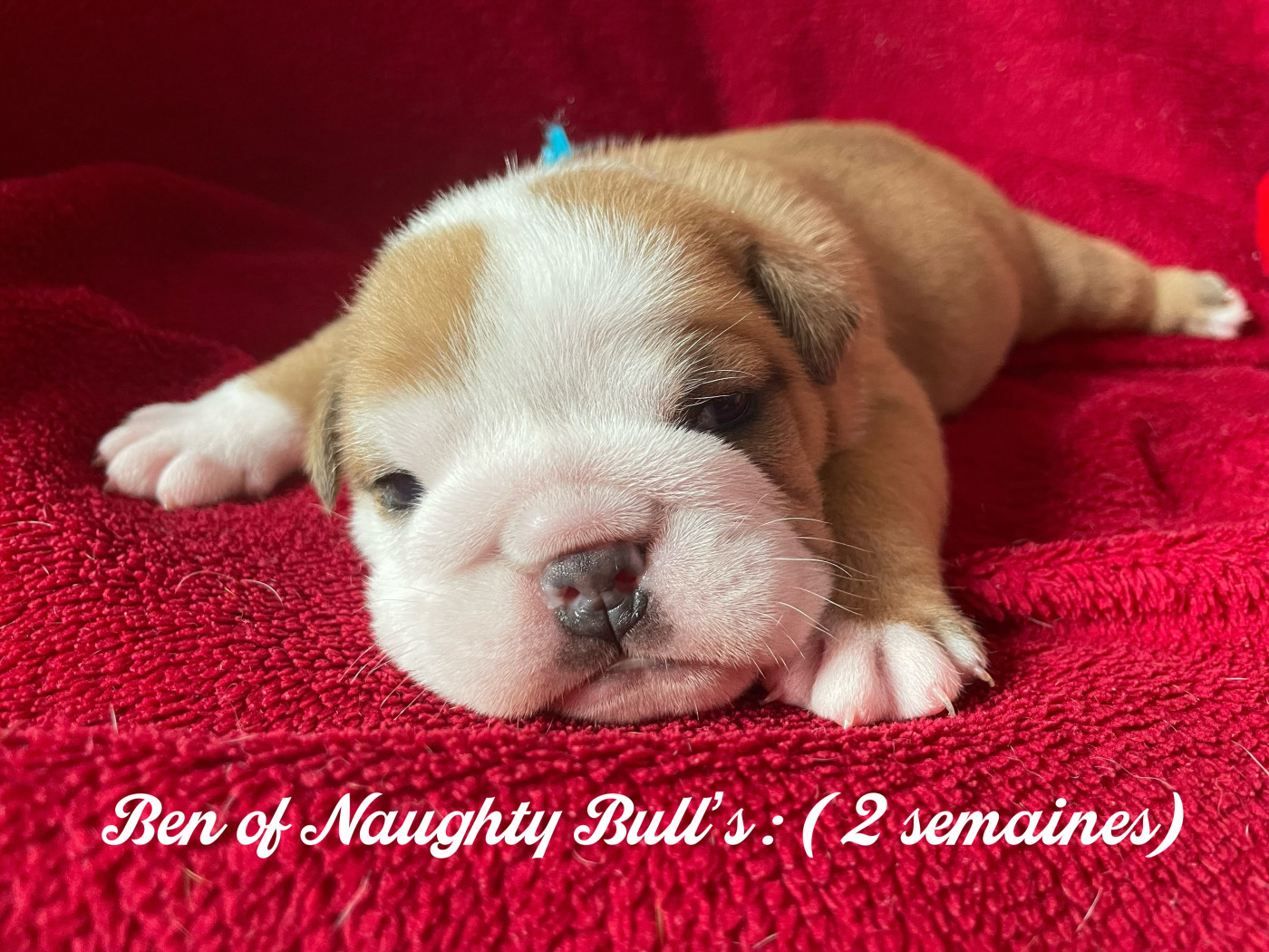 Of Naughty Bull's - Chiots disponibles - Bulldog Anglais