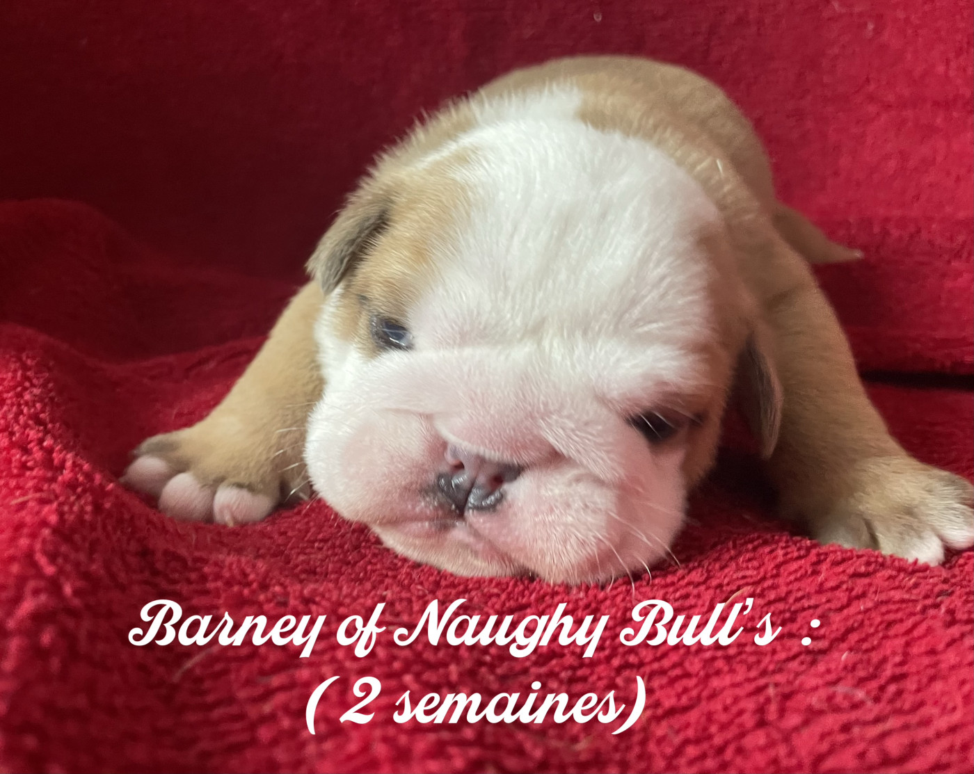 Of Naughty Bull's - Chiots disponibles - Bulldog Anglais