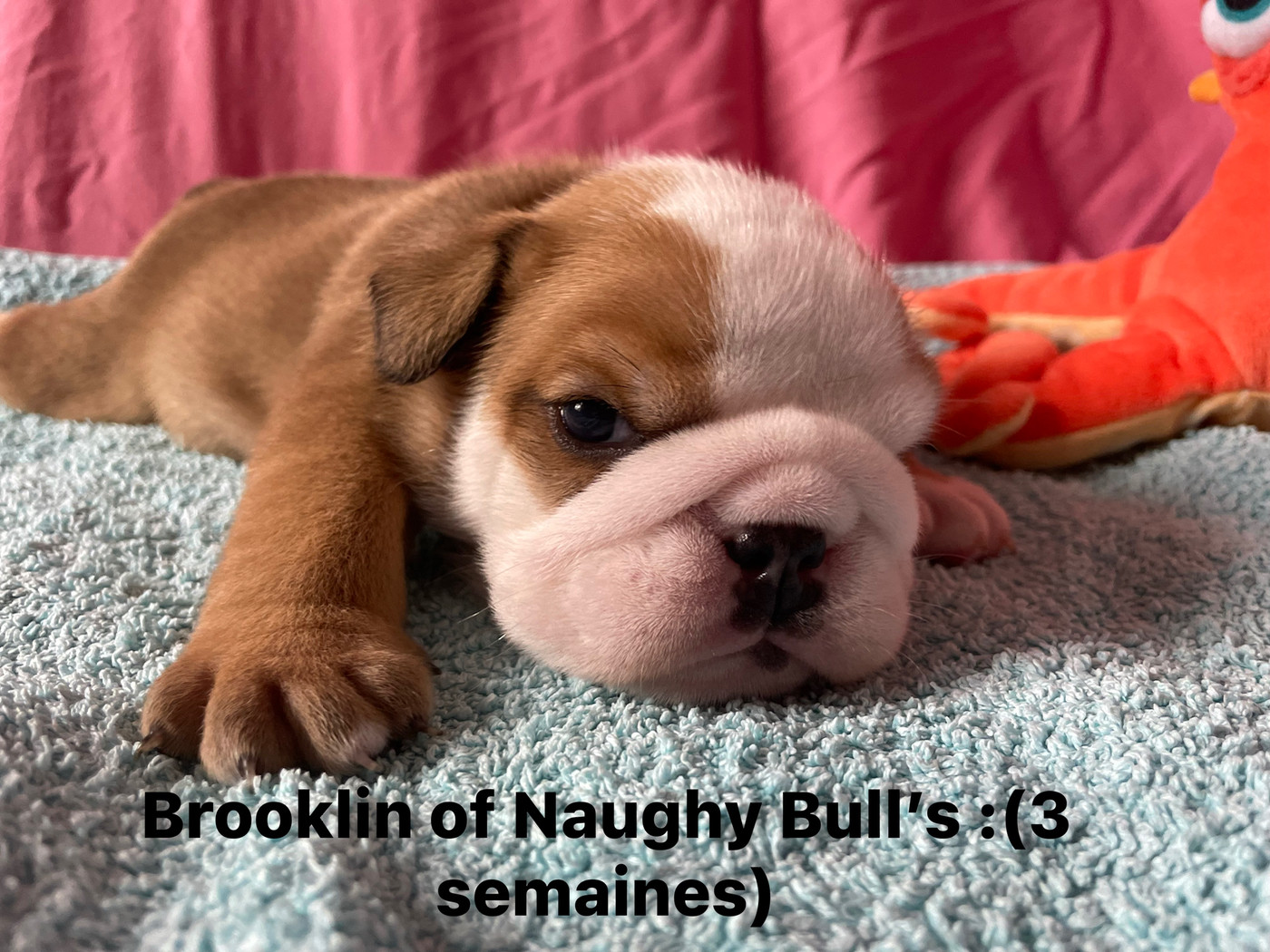 Of Naughty Bull's - Chiots disponibles - Bulldog Anglais