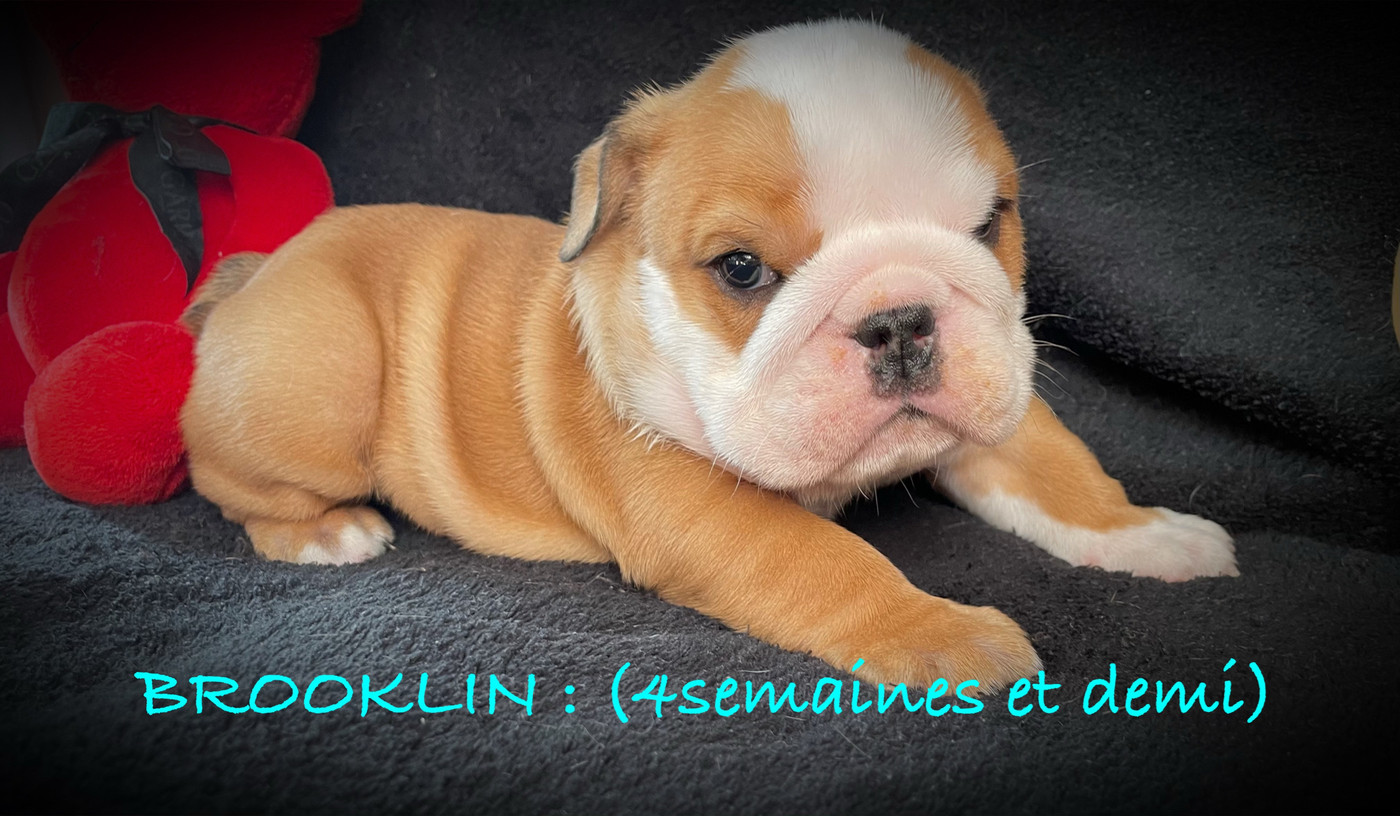 Of Naughty Bull's - Chiots disponibles - Bulldog Anglais