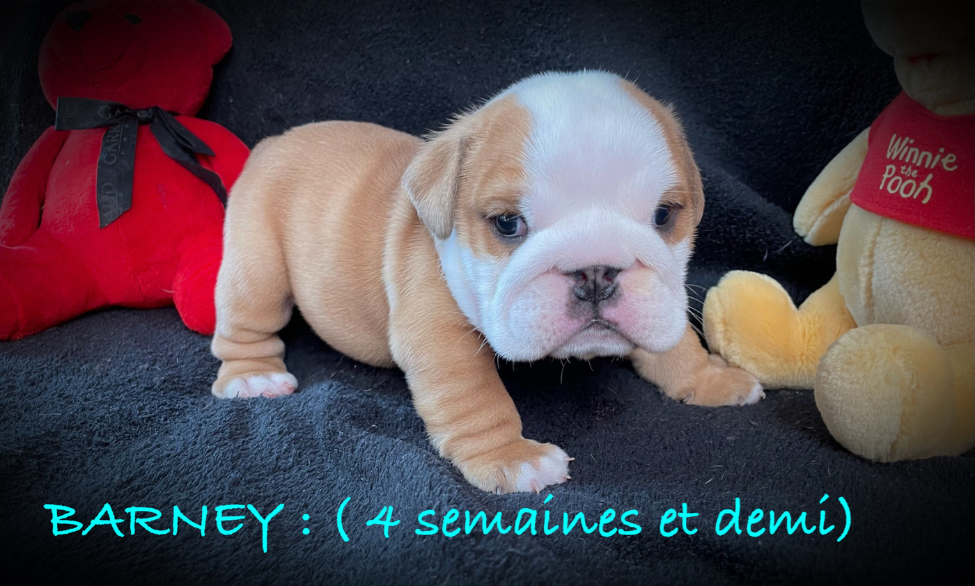 Of Naughty Bull's - Chiots disponibles - Bulldog Anglais